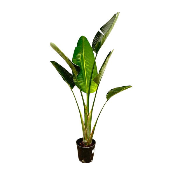 Baumstrelitzie – Strelitzia augusta – Ø 24-27 cm · 180 cm