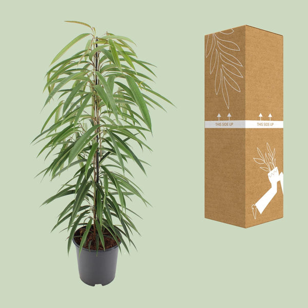 Feige ‚Alii' – Ficus binnendijkii – Ansicht 8