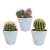 Kakteen-Set „Kugelkakteen-Mix" – 3 Kugelkakteen