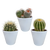 Kakteen-Set „Kugelkakteen-Mix" – 3 Kugelkakteen