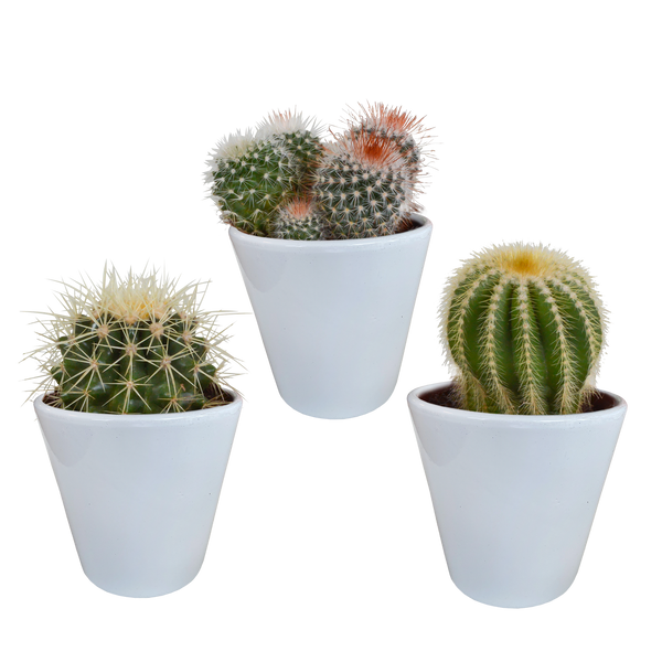Kakteen-Set „Kugelkakteen-Mix" – 3 Kugelkakteen