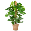 Fensterblatt – Monstera Deliciosa XL – ↕ 120 cm – Ø 24 cm | Torun-Korb