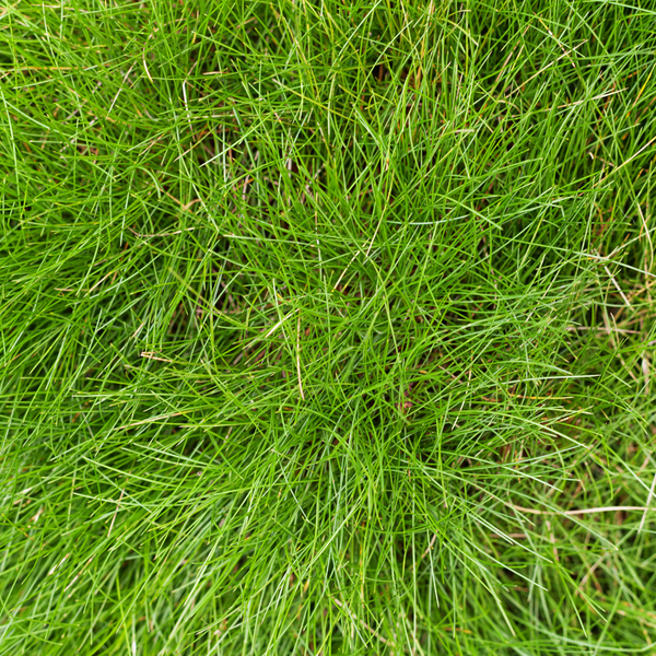 Bärenfell-Schwingel – Festuca gautieri – Ansicht 8