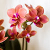 Schmetterlingsorchidee ‚Mineral Bolzano' – Phalaenopsis – Ansicht 12