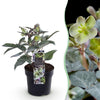 Lenzrose ‚Silver Dollar' – Helleborus sternii – Grün