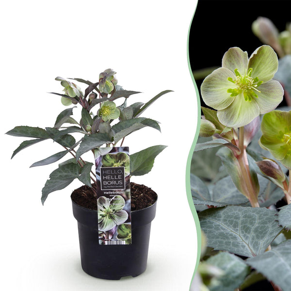 Lenzrose ‚Silver Dollar' – Helleborus sternii – Grün