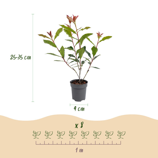 Glanzmispel ‚Carre Rouge' – Photinia × fraseri – Ansicht 4