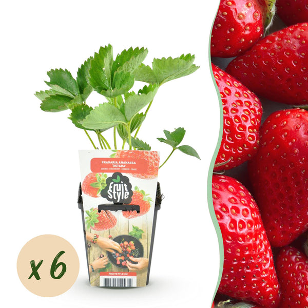 Erdbeere ‚Elsanta' – Fragaria × ananassa