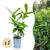 Kirschlorbeer ‚Novita' – Prunus laurocerasus