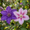 Waldreben-Mix „Duo Lila & Rosa" – Clematis – Ansicht 3