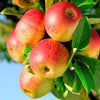 Apfelbaum ‚Jonagold' – Malus domestica – Ansicht 6