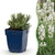 Lavendel ‚Edelweiss' – Lavandula angustifolia