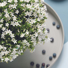 Glockenblume ‚Addenda Ambella White' – Campanula – Ansicht 5