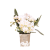 Schmetterlingsorchidee ‚Nazaré' – Phalaenopsis – ohne Übertopf