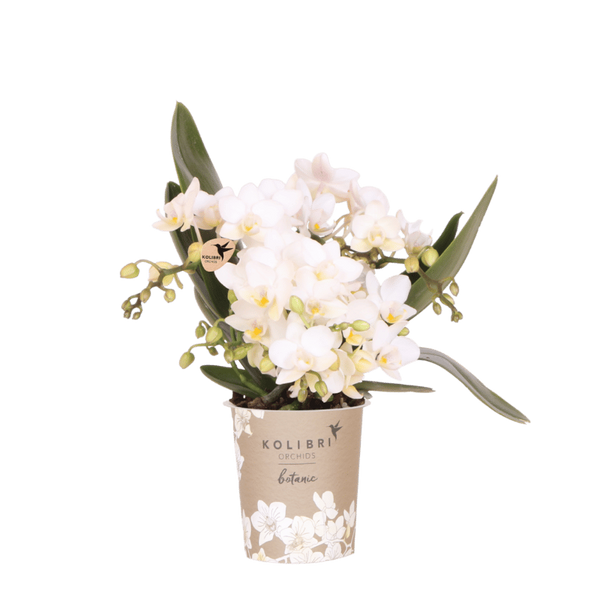 Schmetterlingsorchidee ‚Nazaré' – Phalaenopsis – ohne Übertopf