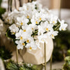 Schmetterlingsorchidee ‚Nazaré' – Phalaenopsis – Ansicht 6