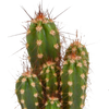 Kakteenmischung 5,5 cm - 5x - zonder pot