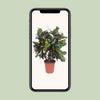 Wunderstrauch ‚Magnificent' – Codiaeum variegatum – Ansicht 4
