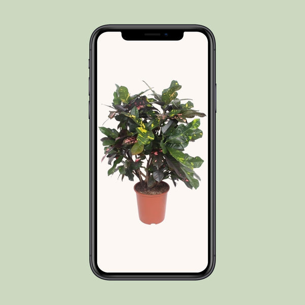 Wunderstrauch ‚Magnificent' – Codiaeum variegatum – Ansicht 4
