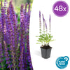 Steppensalbei ‚Ostfriesland' – Salvia nemorosa