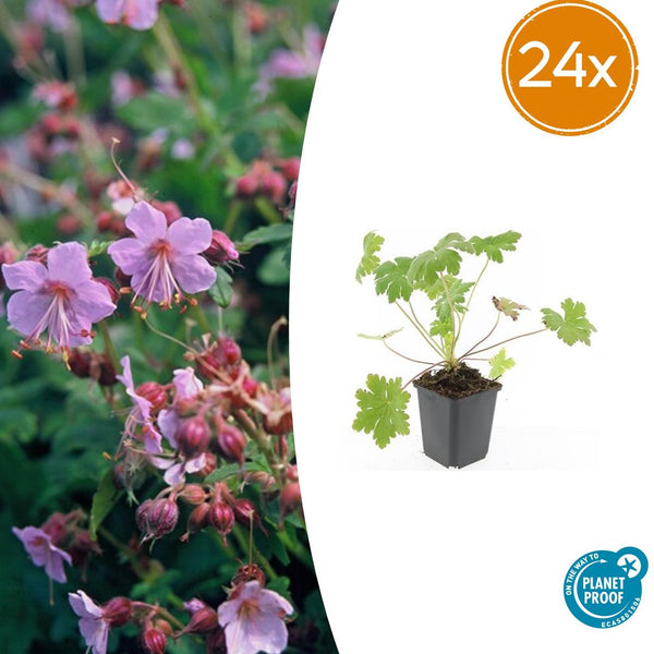 Balkan-Storchschnabel ‚Ingwersen's Variety' – Geranium macrorrhizum