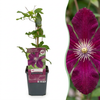 Waldrebe ‚Rouge Cardinal' – Clematis