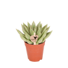 Echeveria ‚Miranda'