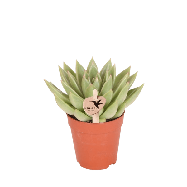 Echeveria ‚Miranda'