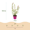 Harlekinweide ‚Flamingo' – Salix integra – Ansicht 3