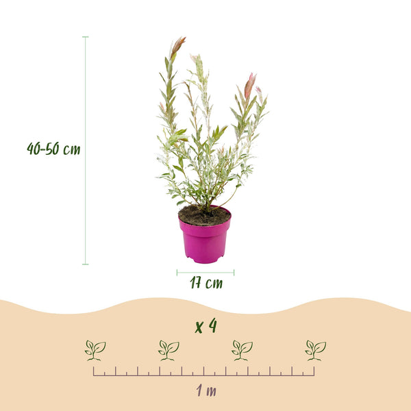 Harlekinweide ‚Flamingo' – Salix integra – Ansicht 3