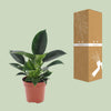 Philodendron ‚Green Princess' – Ansicht 3