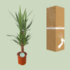 Palmlilie – Yucca – Ansicht 3