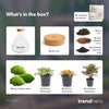 Flaschengarten-Set „Sam Calathea" – DIY-Terrarium mit Lampe und Calathea – Ansicht 4