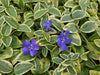 Kleines Immergrün ‚Aureovariegata' – Vinca minor – Ansicht 5