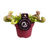 Schlauchpflanze – Sarracenia psittacina