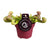Schlauchpflanze – Sarracenia psittacina