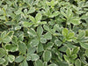 Dickmännchen ‚Variegata' – Pachysandra terminalis – Ansicht 5