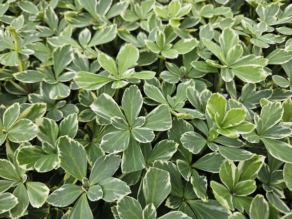 Dickmännchen ‚Variegata' – Pachysandra terminalis – Ansicht 5