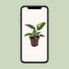 Philodendron erubescens ‚White Princess' – Ansicht 4