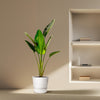Baumstrelitzie – Strelitzia augusta – Ansicht 4
