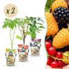 Beerenobst-Set „Tricolour" – Rote Johannisbeere, Gelbe Himbeere, Schwarze Brombeere