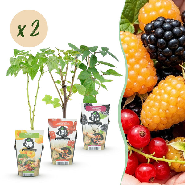 Beerenobst-Set „Tricolour" – Rote Johannisbeere, Gelbe Himbeere, Schwarze Brombeere