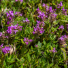 Sand-Thymian – Thymus serpyllum – Ansicht 5