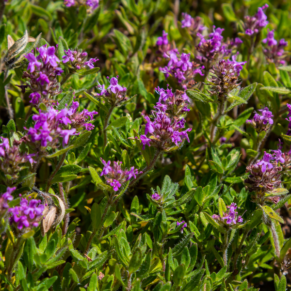 Sand-Thymian – Thymus serpyllum – Ansicht 5