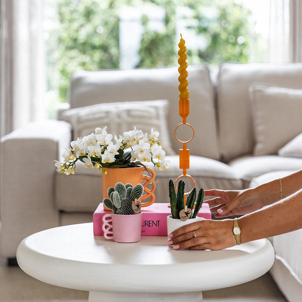 Schmetterlingsorchidee ‚Nazaré' – Phalaenopsis – Ansicht 12