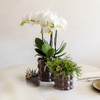 Pflanzenset „Cotton" – Grünpflanzen mit weißer Phalaenopsis ‚Ghent' – Ansicht 2