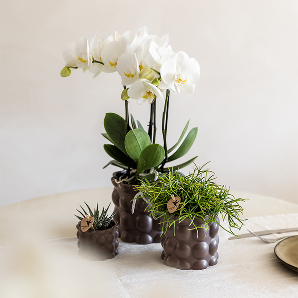 Pflanzenset „Cotton" – Grünpflanzen mit weißer Phalaenopsis ‚Ghent' – Ansicht 2