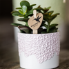 Orchideen-Set „Bloom Rosa" – Phalaenopsis mit Grünpflanze – Ansicht 5
