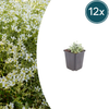 Filziges Hornkraut – Cerastium tomentosum