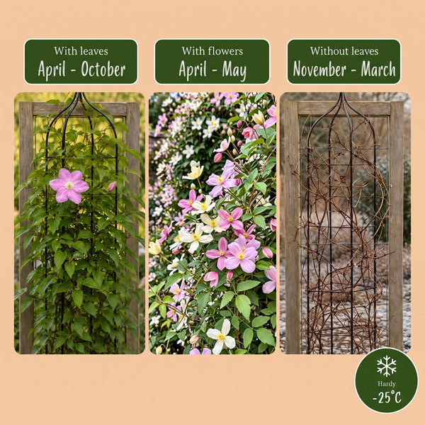 Bergwaldrebe Tricolour – Clematis montana – Ansicht 6